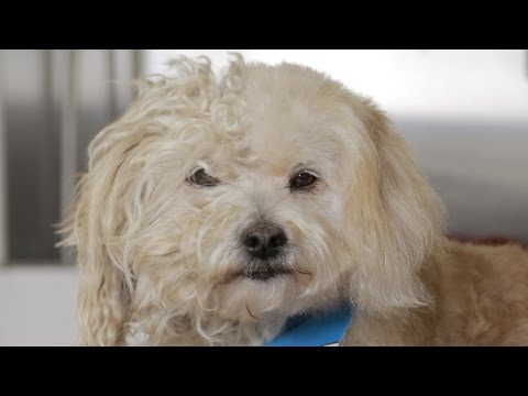 Homeless Dog Gets a Makeover that Saves his Life! - Tobey - UCPIvT-zcQl2H0vabdXJGcpg