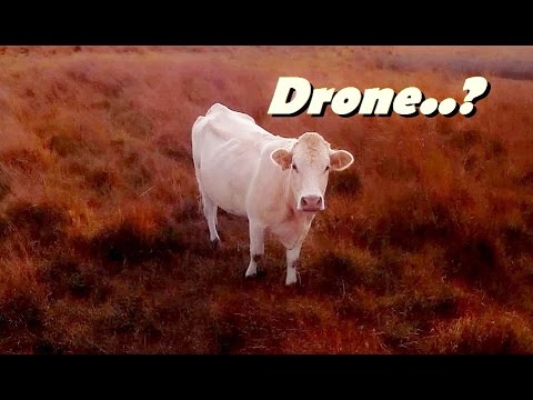 FPV ZMR 250 Naze32 Acro, in very strong wind with cows - UCRZzsQNUTGxs-paEt1xZMrg