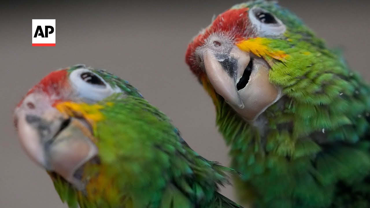 Baby parrots seized from smuggler cared for in Florida