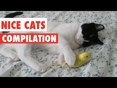 Nice Cats Video Compilation 2016 - UCPIvT-zcQl2H0vabdXJGcpg