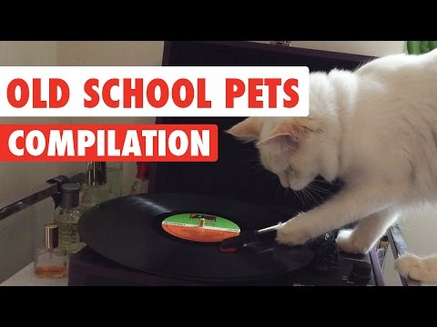 Old School Pets Video Compilation 2017 - UCPIvT-zcQl2H0vabdXJGcpg
