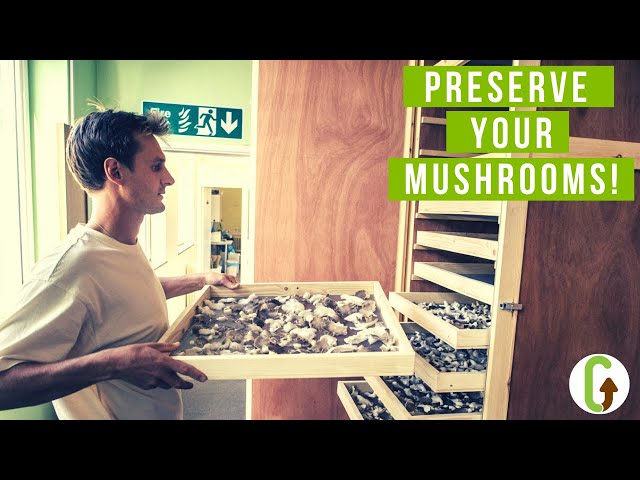 How To Preserve Mushrooms?