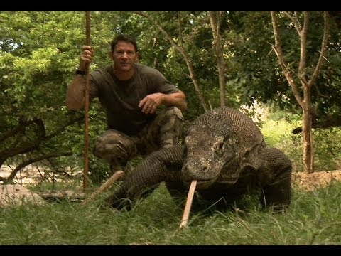 Largest Lizard on Earth - The Komodo Dragon - Deadly 60 - Indonesia - Series 3 - BBC - UCwmZiChSryoWQCZMIQezgTg