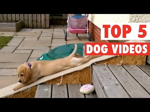 Top 5 Dog Videos || Jan 15 2016 - UCPIvT-zcQl2H0vabdXJGcpg