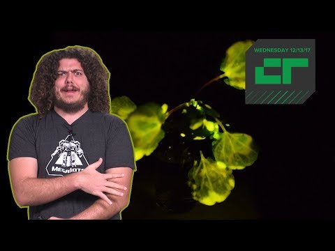 Glow-in-the-Dark Plants | Crunch Report - UCCjyq_K1Xwfg8Lndy7lKMpA