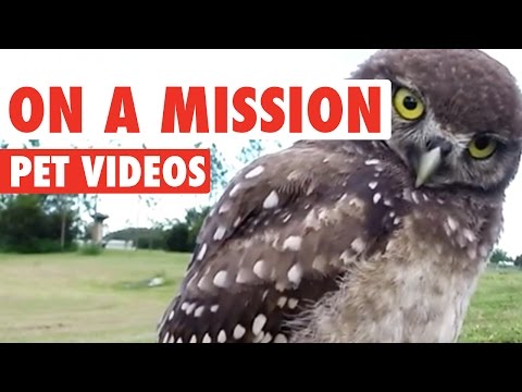 Pets On A Mission || Funny Animal Compilation - UCPIvT-zcQl2H0vabdXJGcpg