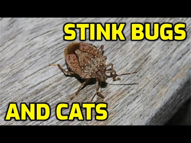 Can Cats Eat Stink Bugs HayFarmGuy