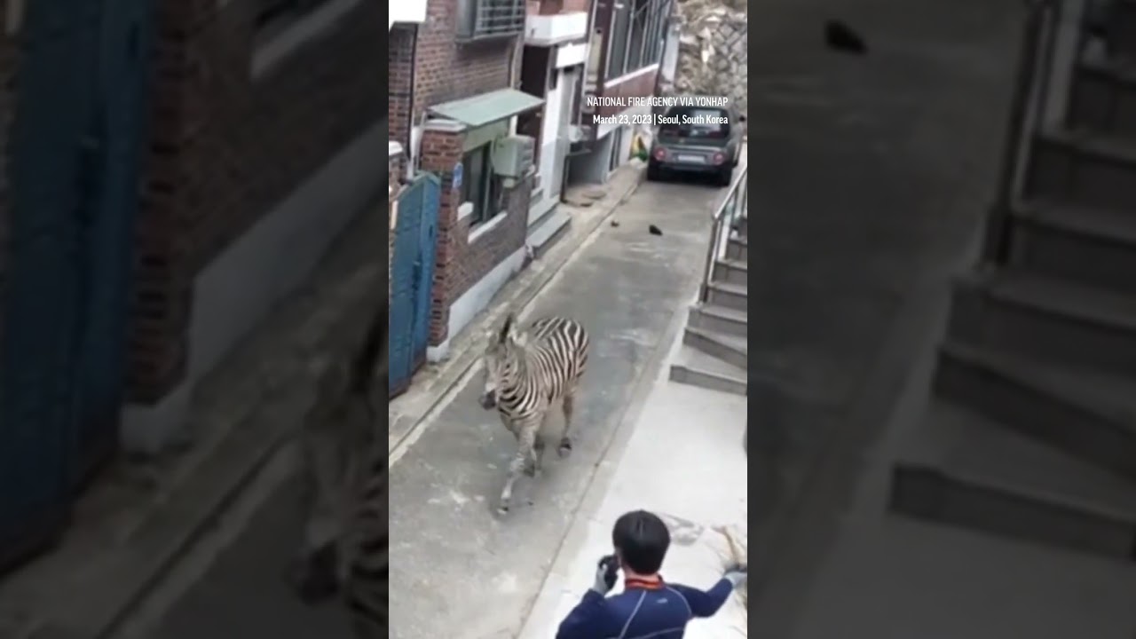 Zebra runs loose in Seoul before taken back to zoo #shorts
