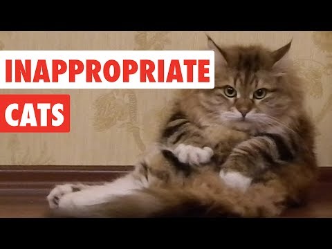 Inappropriate Cats | Funny Cat Video Compilation 2017 - UCPIvT-zcQl2H0vabdXJGcpg