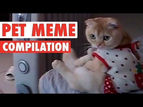 Top 18 Funny Memes Video Compilation 2016 - UCPIvT-zcQl2H0vabdXJGcpg