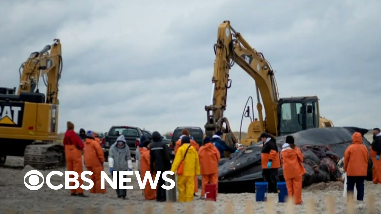 Whale deaths spark debate in New York, New Jersey over offshore wind farms