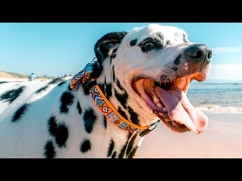 BEST ANIMALS OF 2021 PT.2 | Funny Pet Videos - UCYK1TyKyMxyDQU8c6zF8ltg