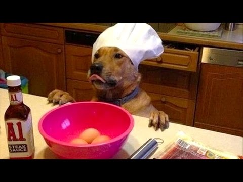 Dogs, man's best and funniest friends - funny dog compilation - UC9obdDRxQkmn_4YpcBMTYLw