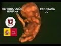 Image of the cover of the video;Reproducció Humana i Ecografia 3D