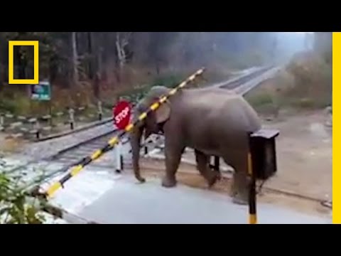 Watch: Impatient Elephant Disobeys Railway Rules | National Geographic - UCpVm7bg6pXKo1Pr6k5kxG9A