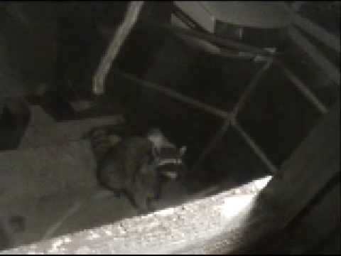 Raccoon Came Back To Steal The Cat Food From The House! - UCTs-d2DgyuJVRICivxe2Ktg