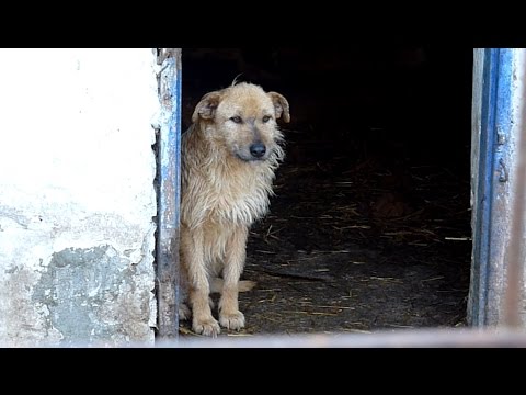 Rescue of a Sad Dog Who Forgot To Live - UCqeekxc7CKRYHNV9PVV_HCQ