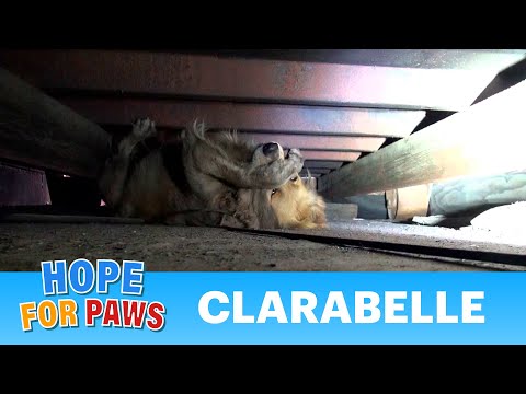 A scared Golden Retriever panics during this Hope For Paws rescue. - UCdu8QrpJd6rdHU9fHl8J01A