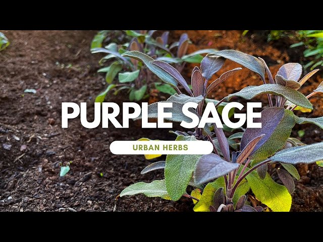 is-purple-sage-edible-to-get-ideas