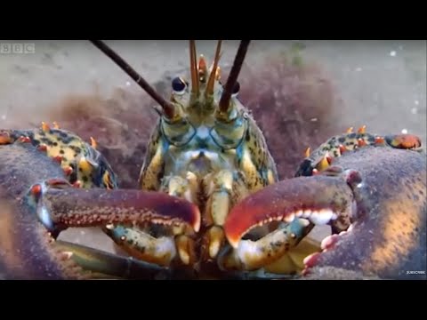 Lobsters At War! | Blue Planet | BBC Earth - UCwmZiChSryoWQCZMIQezgTg