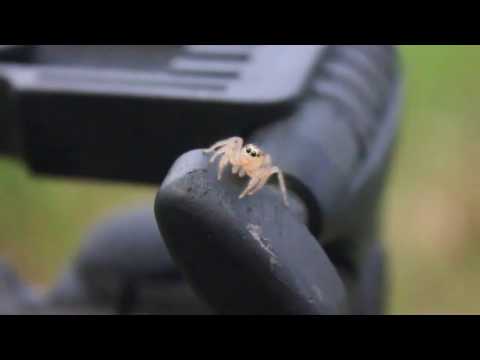 Jumping Spider - Close Up - UCTs-d2DgyuJVRICivxe2Ktg