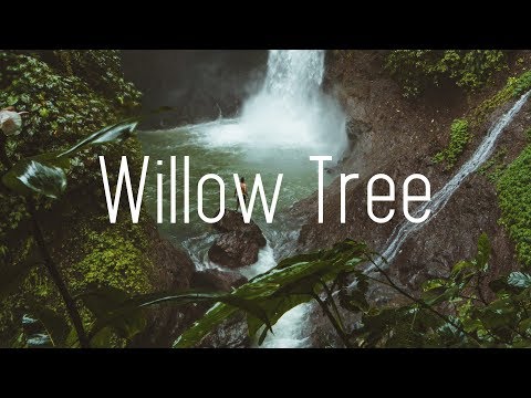 Rival X Cadmium - Willow Tree (Lyrics) ft. Rosendale - UCwIgPuUJXuf2nY-nKsEvLOg