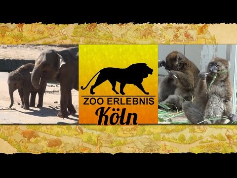 Zoo Köln - Zoo Erlebnis #5 - UCMbOFR8BSlg4Tuvh8090chQ