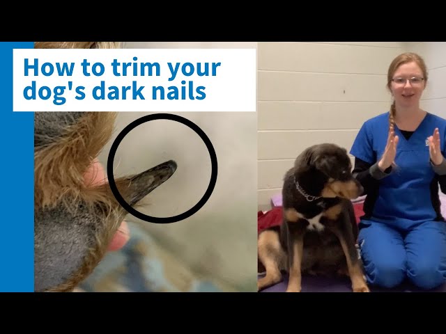 How to Cut Black Dog Nails - StuffSure