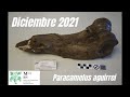 Image of the cover of the video;Diciembre 2021 - Paracamelus aguirrei