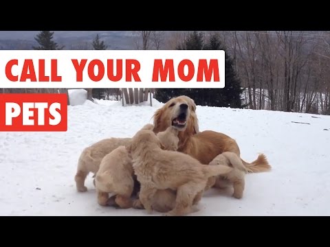 Call Your Mom | Mother's Day Pet Video Compilation 2017 - UCPIvT-zcQl2H0vabdXJGcpg