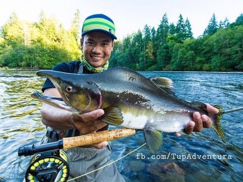 Pink Salmon Fly Fishing ตกปลาแซลมอน