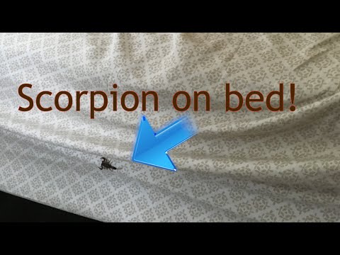 Scorpion on our bed! - UCTs-d2DgyuJVRICivxe2Ktg