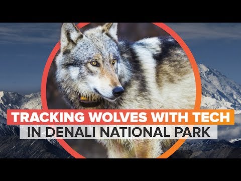 Monitoring wolves in Denali - UCOmcA3f_RrH6b9NmcNa4tdg