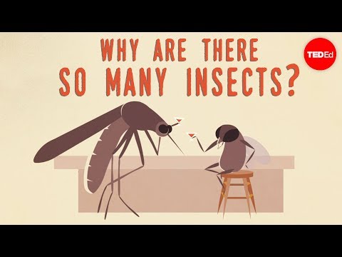 Why are there so many insects? - Murry Gans - UCsooa4yRKGN_zEE8iknghZA