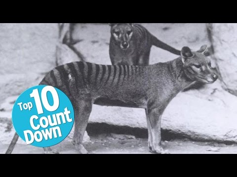 Top 10 Extinct Animals - UCaWd5_7JhbQBe4dknZhsHJg