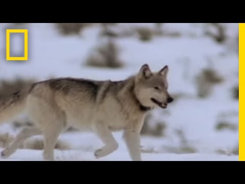 Wolf Hunting Tactics | National Geographic - UCpVm7bg6pXKo1Pr6k5kxG9A