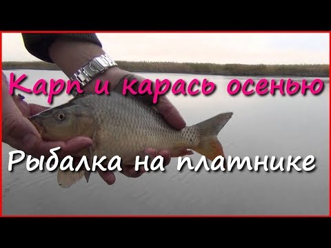 Рыбалка на карася в сентябре Рыбалка на карася в сентябре