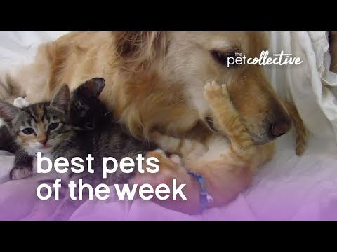 Best Pets of the Week - BEST FRIENDS | The Pet Collective - UCPIvT-zcQl2H0vabdXJGcpg