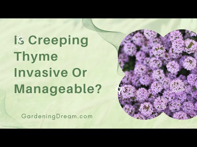 Is Creeping Thyme Edible?