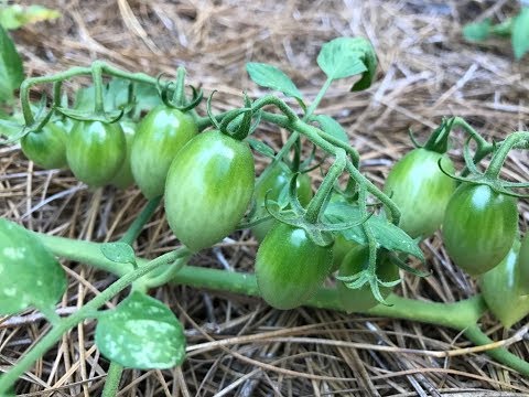 My Layered Vegetable Garden DIY - UCubwl8dqXbXc-rYE8MOSUnQ