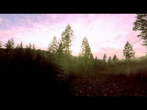 A Misty Forest And The Wild Beast - 6S -FPV-DRONES-AERIAL CINEMATOGRAPHY - UC7gB_Nbj6RSPZTvTeNOk5jg
