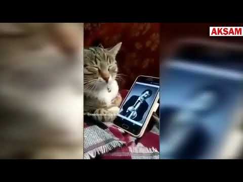 Müslüm Gürses Dinleyen Efkarlı Kedi