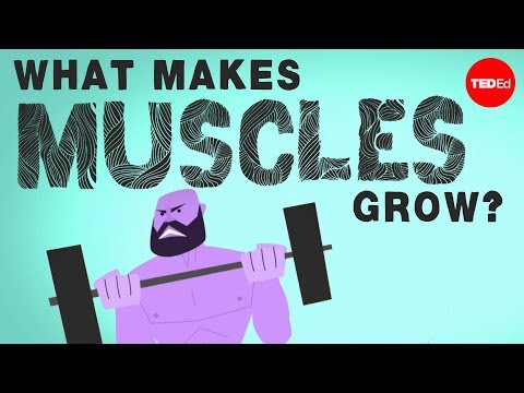 What makes muscles grow? - Jeffrey Siegel - UCsooa4yRKGN_zEE8iknghZA