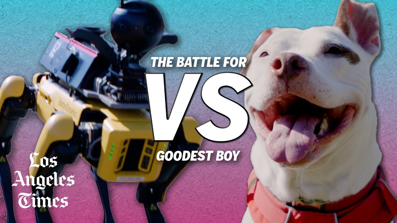 Boston Dynamics robot dog vs. a real dog: who is the goodest boy?