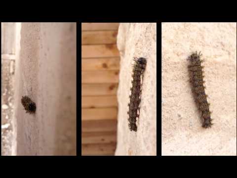 Caterpillar video with iPhone 4s - UCTs-d2DgyuJVRICivxe2Ktg