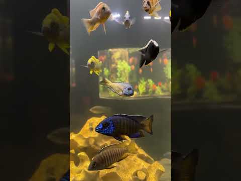 Which is your favorite? ... I think I found mine  Have you subscribed? Linktree_ https_//linktr.ee/brianbarczyk

Become A YouTube Member & Get Your Cu