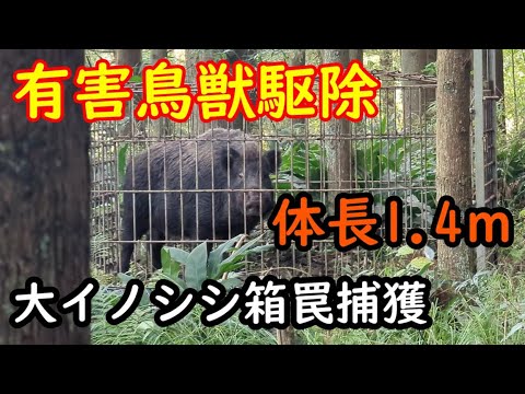 【有害鳥獸驅除】イノシシ箱罠捕獲 過去最大サイズの巨大イノシシ體長1.4m