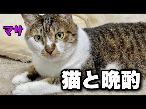 部屋の冬支度をして猫と晩酌!疲労回復ハーブスープ鍋