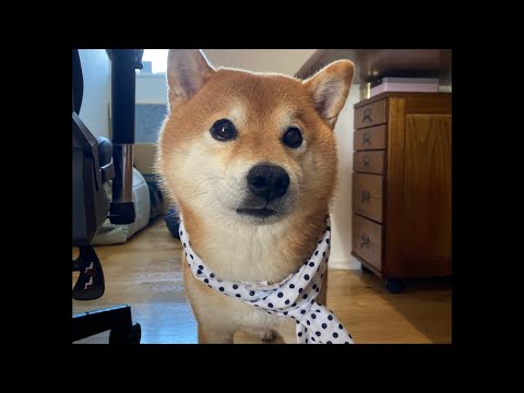 秋祭り後の夜（Qちゃんもいるよ）