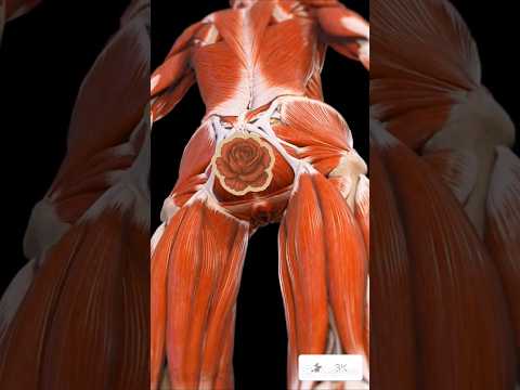 🌸 Power of the Female Pelvic Flower Muscles #PelvicHealth #FemaleAnatomy #medical #science #anatomy